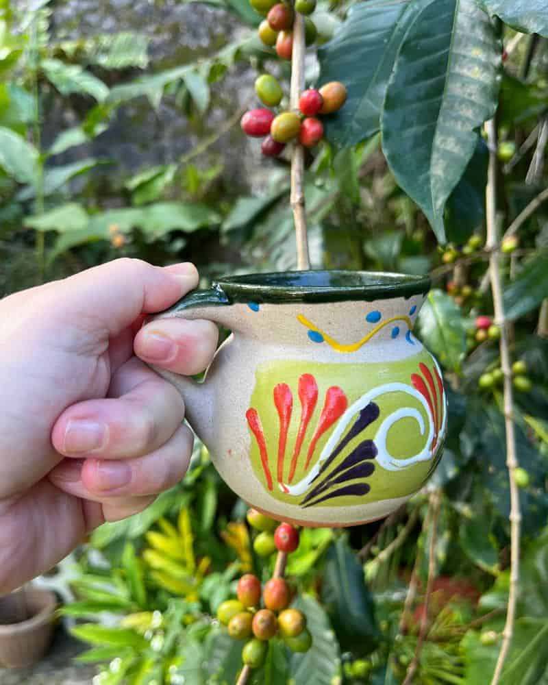 coffee cup near coffee bush in Pluma Hidalgo, Mexico