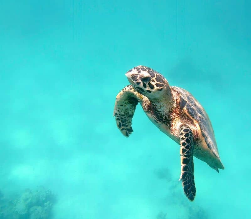 green sea turtle swimming in the ocean - Baby turtle release Puerto Escondido 